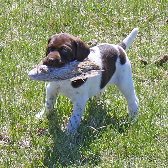 Puppy Training - pheasant hunting