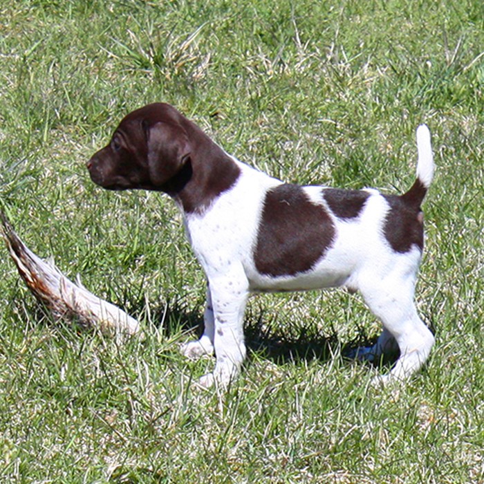 Puppy Training - pointer