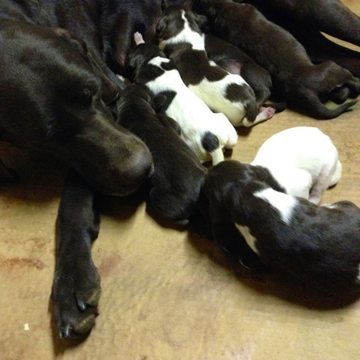 Retriever puppies nursing