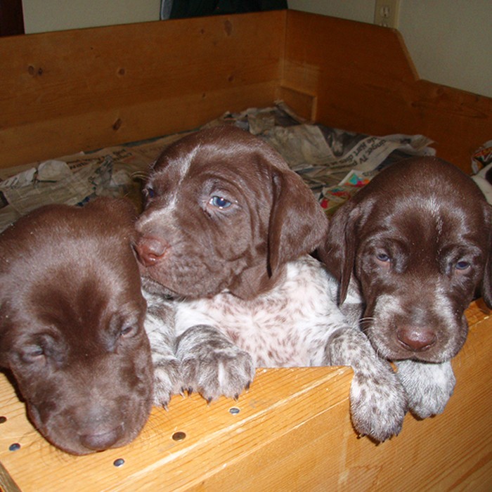 GSP pups whelping box