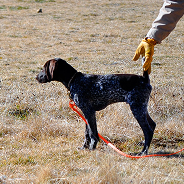 teaching bird dog to hunt and point